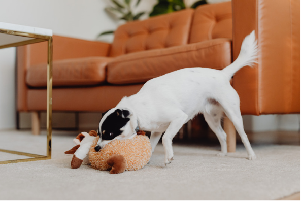 DIY Pet Toys