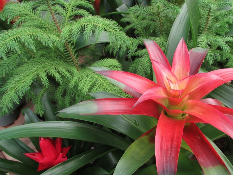 Norfolk pine and Christmas cactus