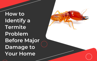 How to Identify if You Have a Termite Problem Before Damage to Your Home