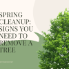 Spring Cleanup Signs You Need to Remove a Tree