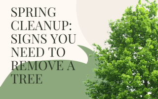 Spring Cleanup Signs You Need to Remove a Tree