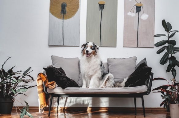 Pet-friendly Interiors