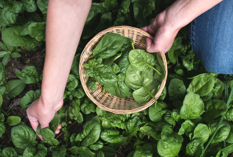 Green Home Farming