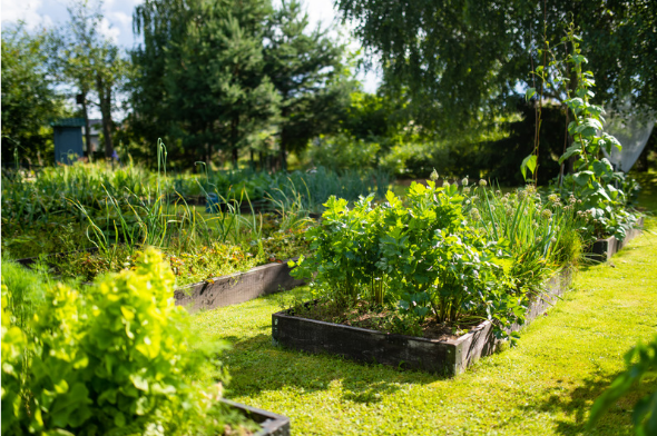 Urban Homesteading