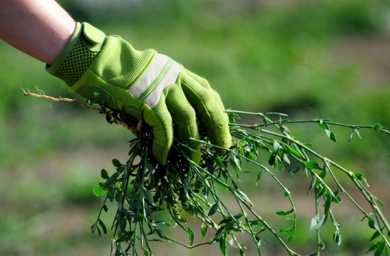 Organic Weed Control 