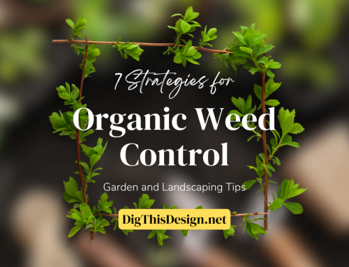 Organic Weed Control: 7 Easy Strategies to follow