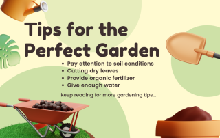 Tips for the Perfect Garden