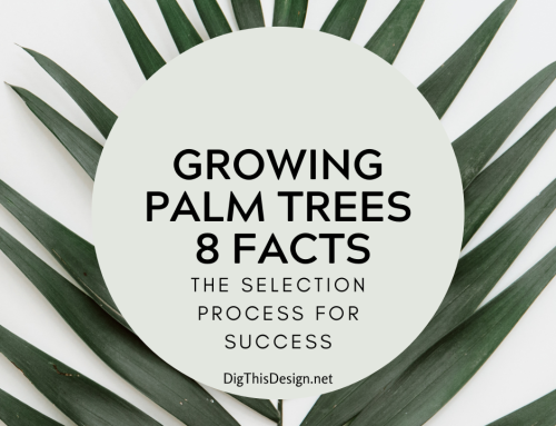 Growing Palm Trees: 8 Essential Facts for Choosing the Perfect Palm for Your Home