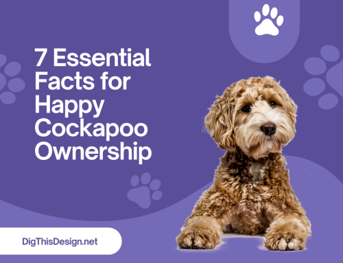 7 Essential Facts for Happy Cockapoo Ownership