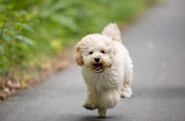 Cockapoo Ownership